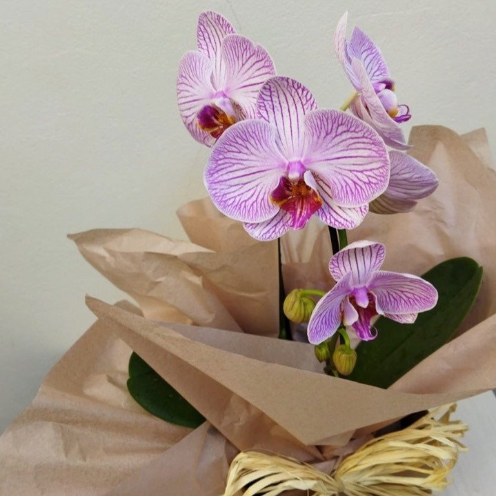Arranjo de Orquídea Phalaenopsis Cores Diversas Kraft