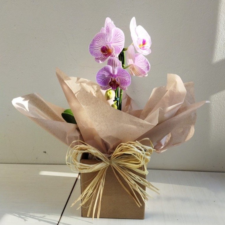 Arranjo de Orquídea Phalaenopsis Cores Diversas Kraft