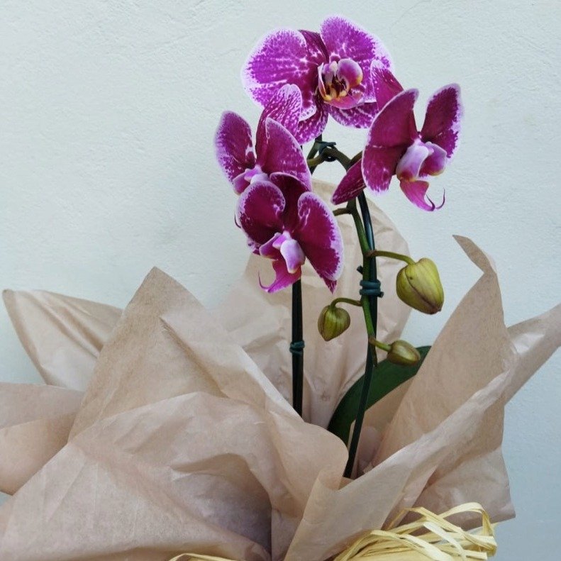 Arranjo de Orquídea Phalaenopsis Cores Diversas Kraft