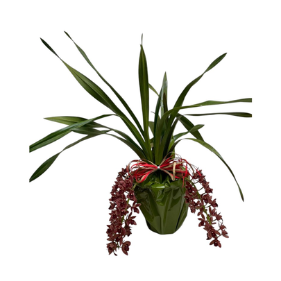 Arranjo Orquídea Cymbidium pendente
