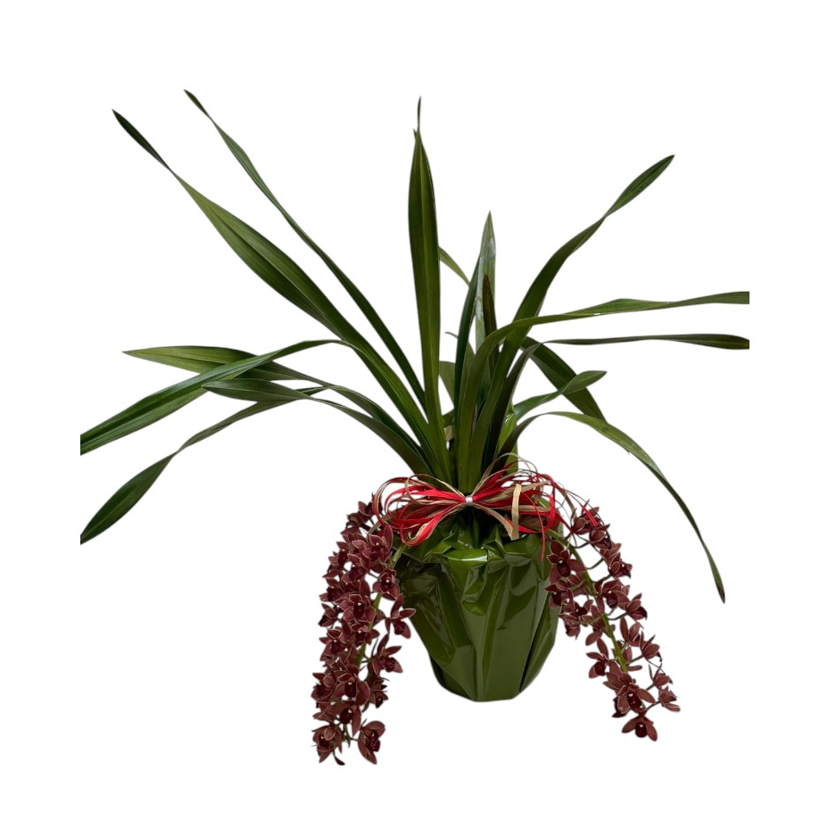 Arranjo Orquídea Cymbidium pendente 
