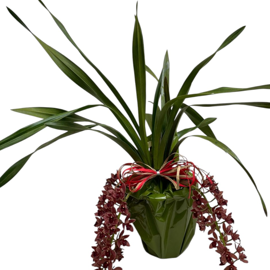 Arranjo Orquídea Cymbidium pendente 
