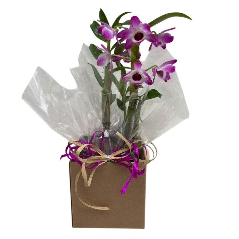 Arranjo de Orquídea Olho-de-boneca 
