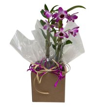 Arranjo de Orquídea Olho-de-boneca