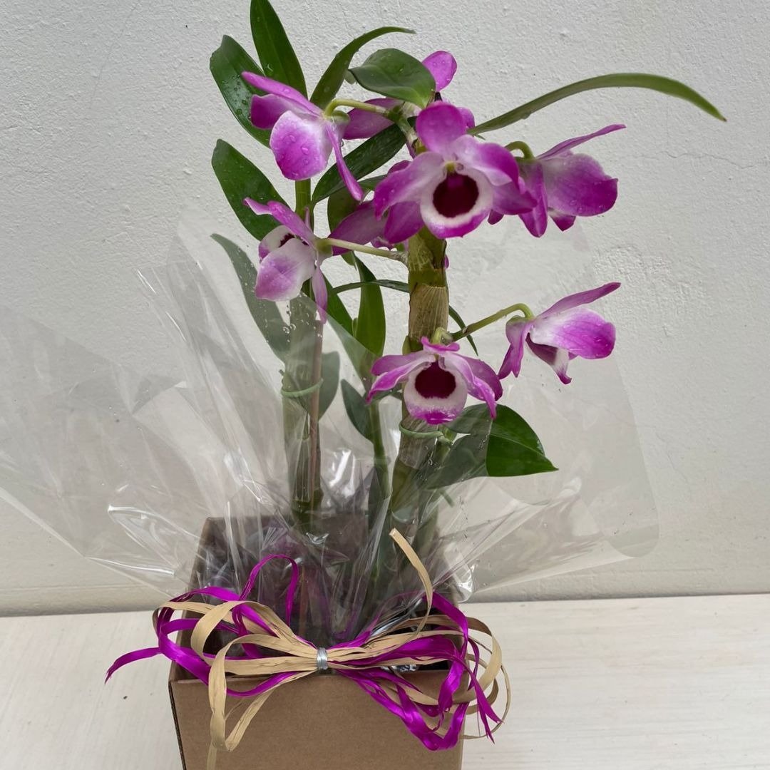 Arranjo de Orquídea Olho-de-boneca 