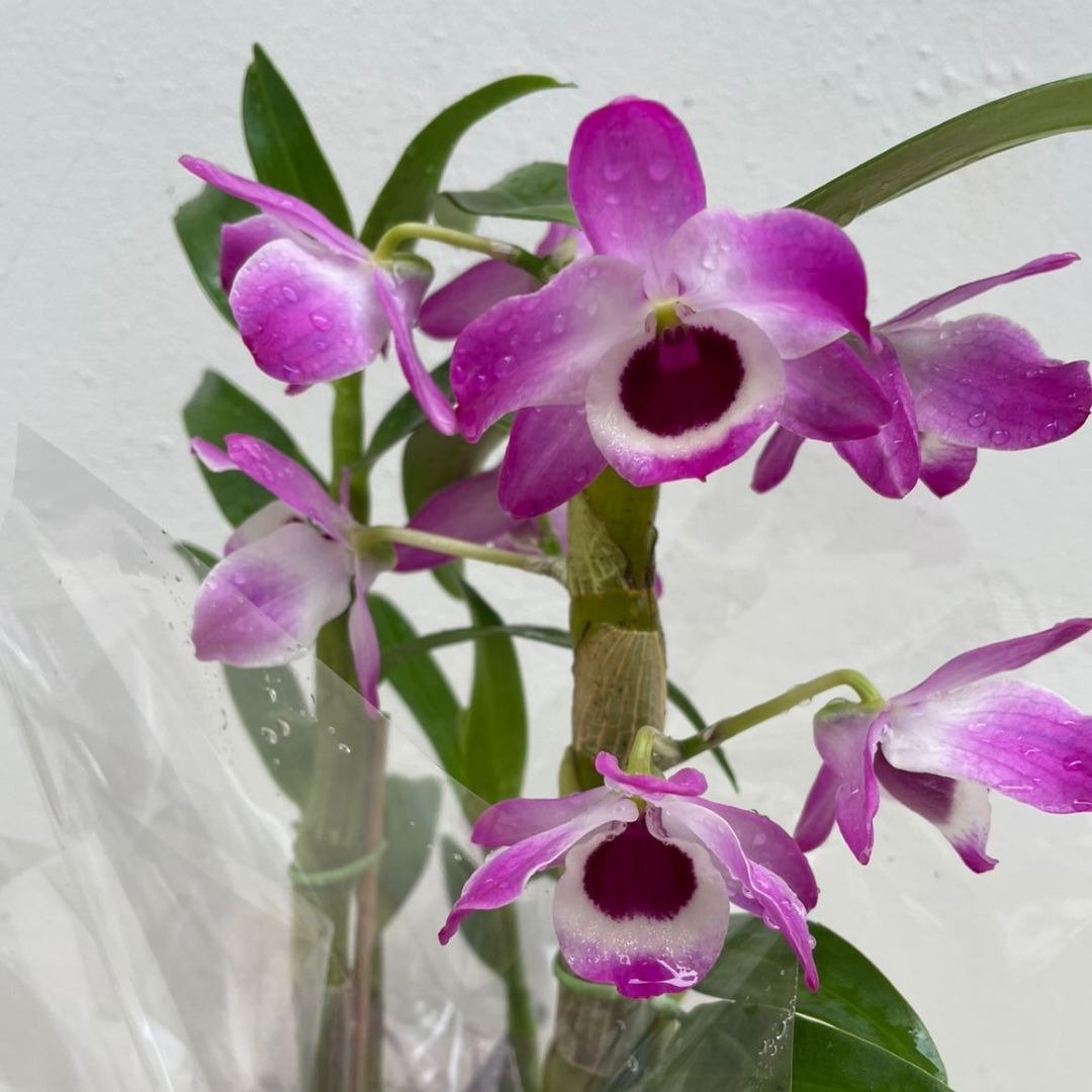 Arranjo de Orquídea Olho-de-boneca 