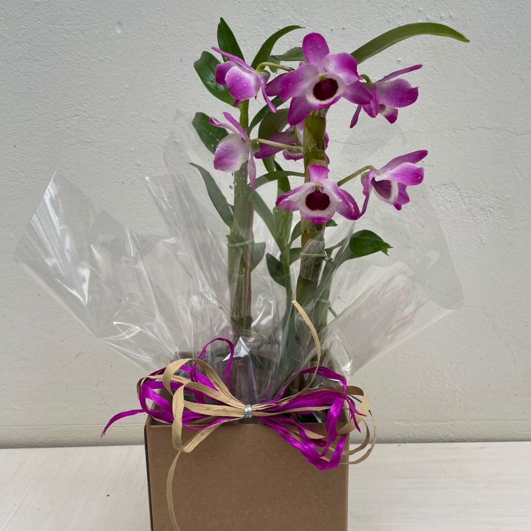 Arranjo de Orquídea Olho-de-boneca 