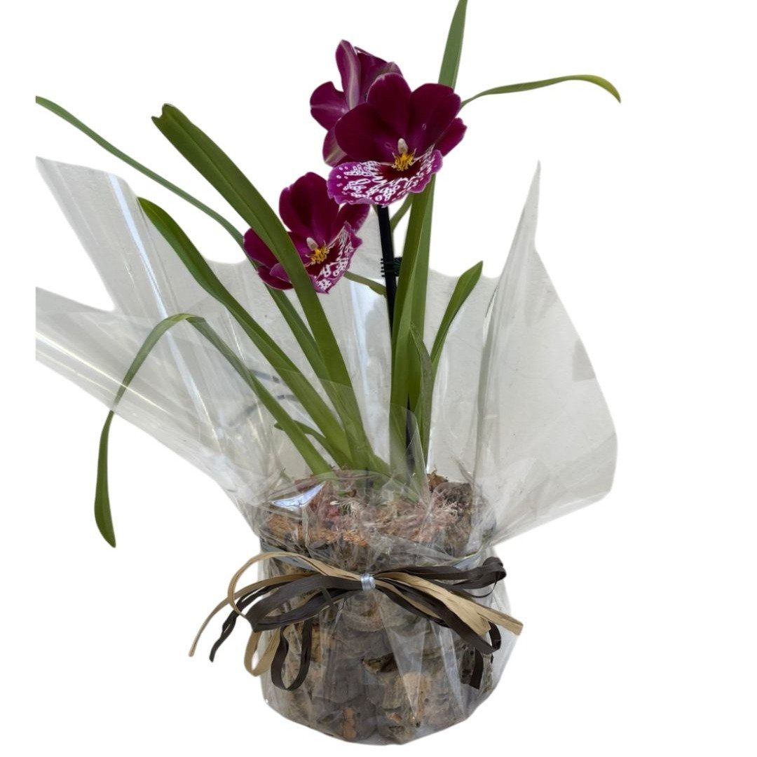 Arranjo de Orquídea Miltassia