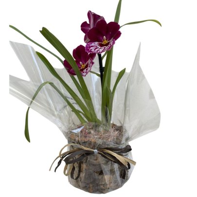 Arranjo de Orquídea Miltassia
