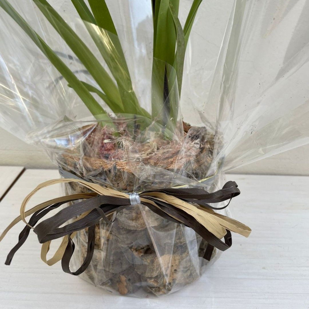 Arranjo de Orquídea Miltassia