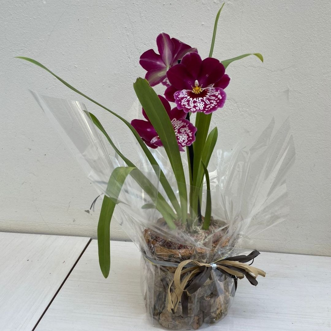 Arranjo de Orquídea Miltassia