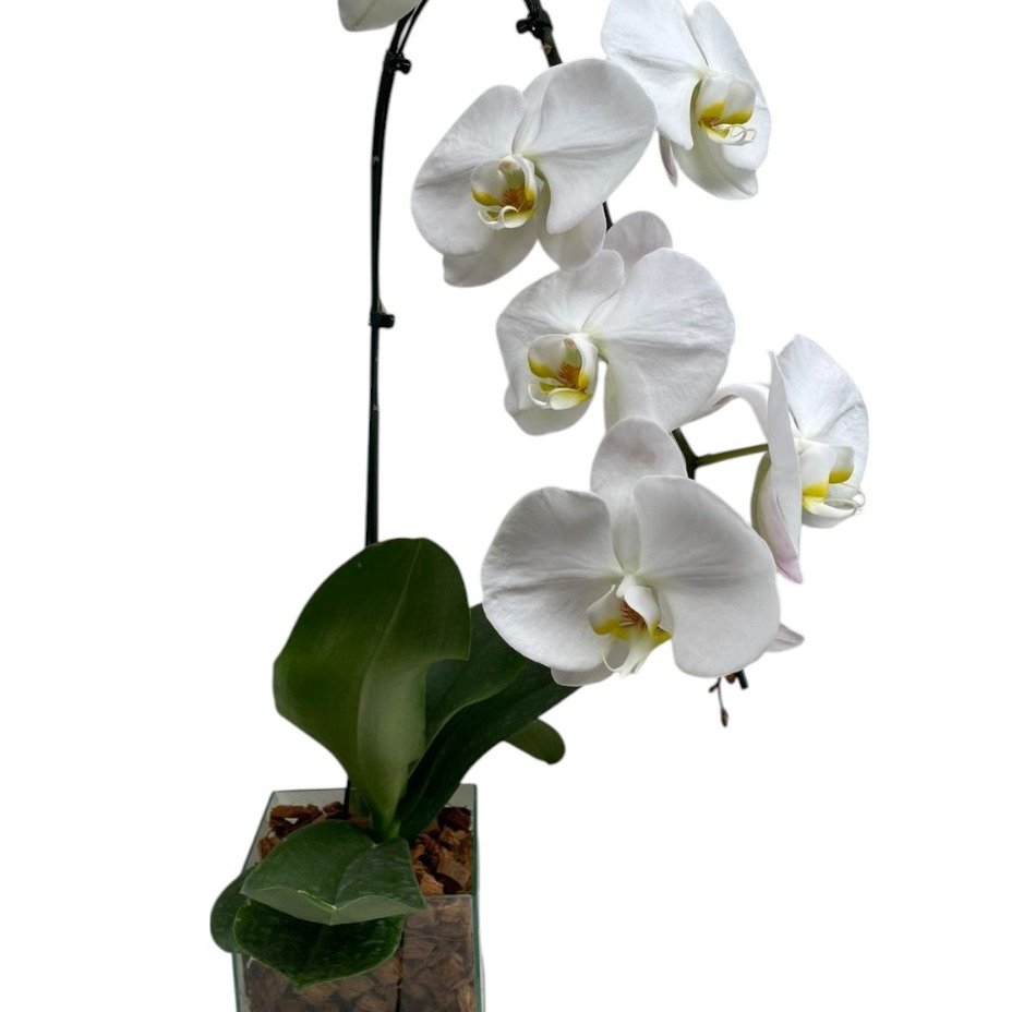 Vaso de vidro Orquidea Branca