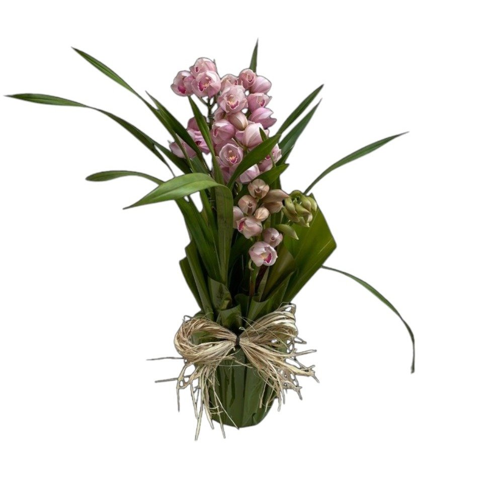Arranjo Orquídea Cymbidium Rosa