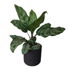 Asplenium Nidus em Vaso de Cerâmica