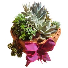 Bacia de Suculentas M