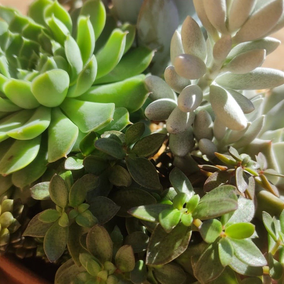 Bacia de Suculentas M