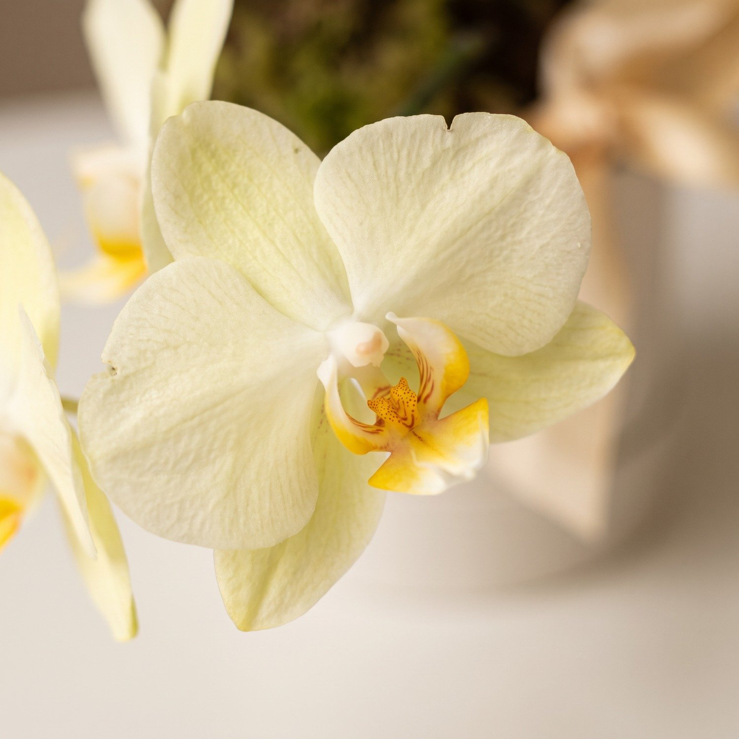 Box de Orquídea