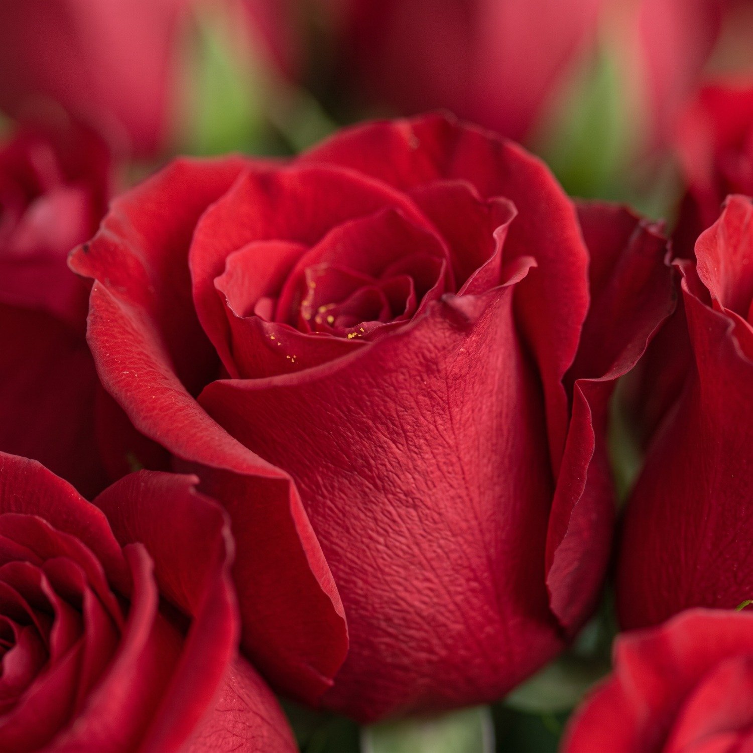 Buquê Glorioso de Rosas Vermelhas