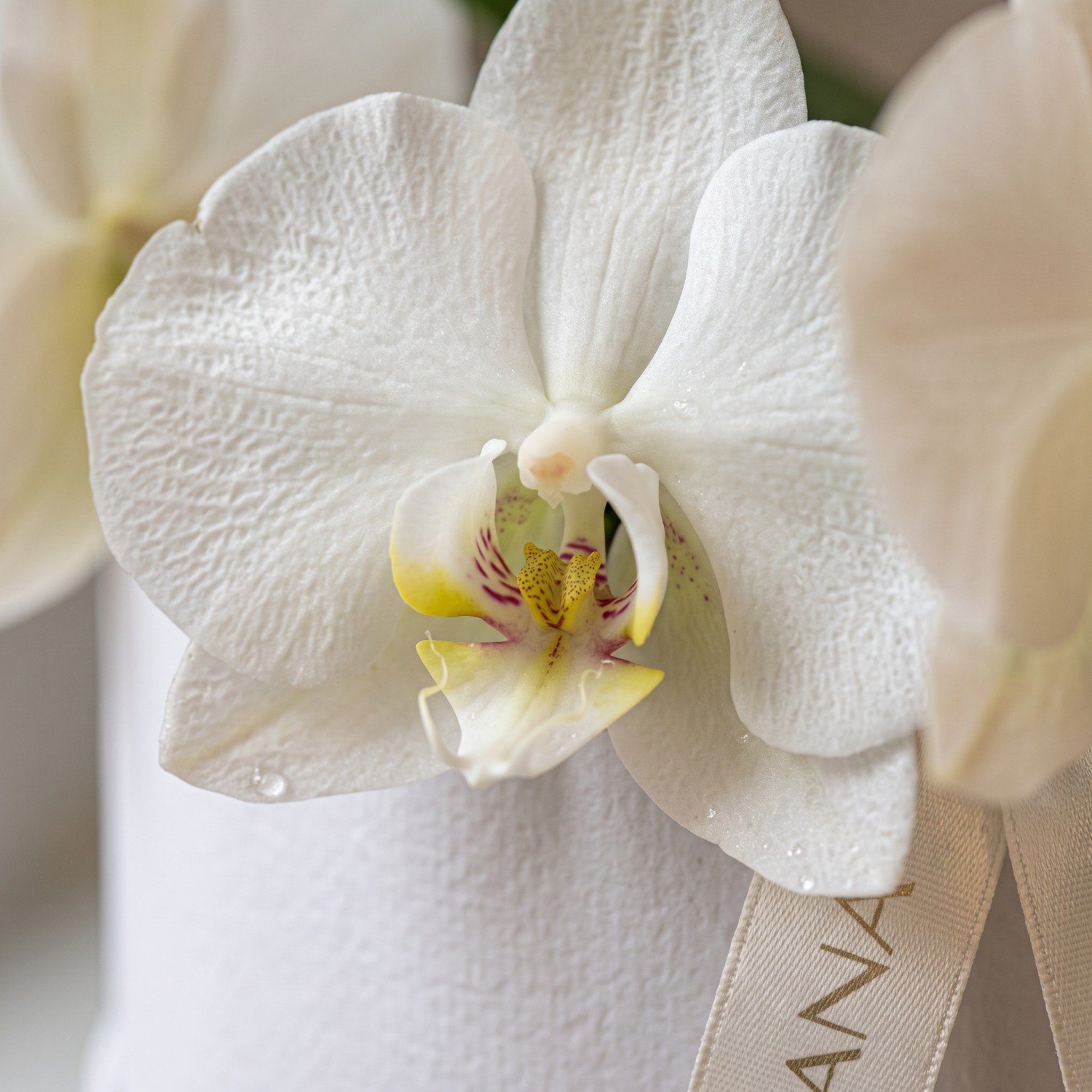 Box de Orquideas