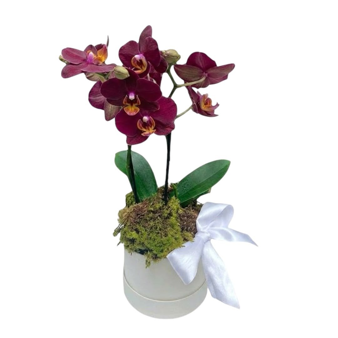 Box de orquidea colors