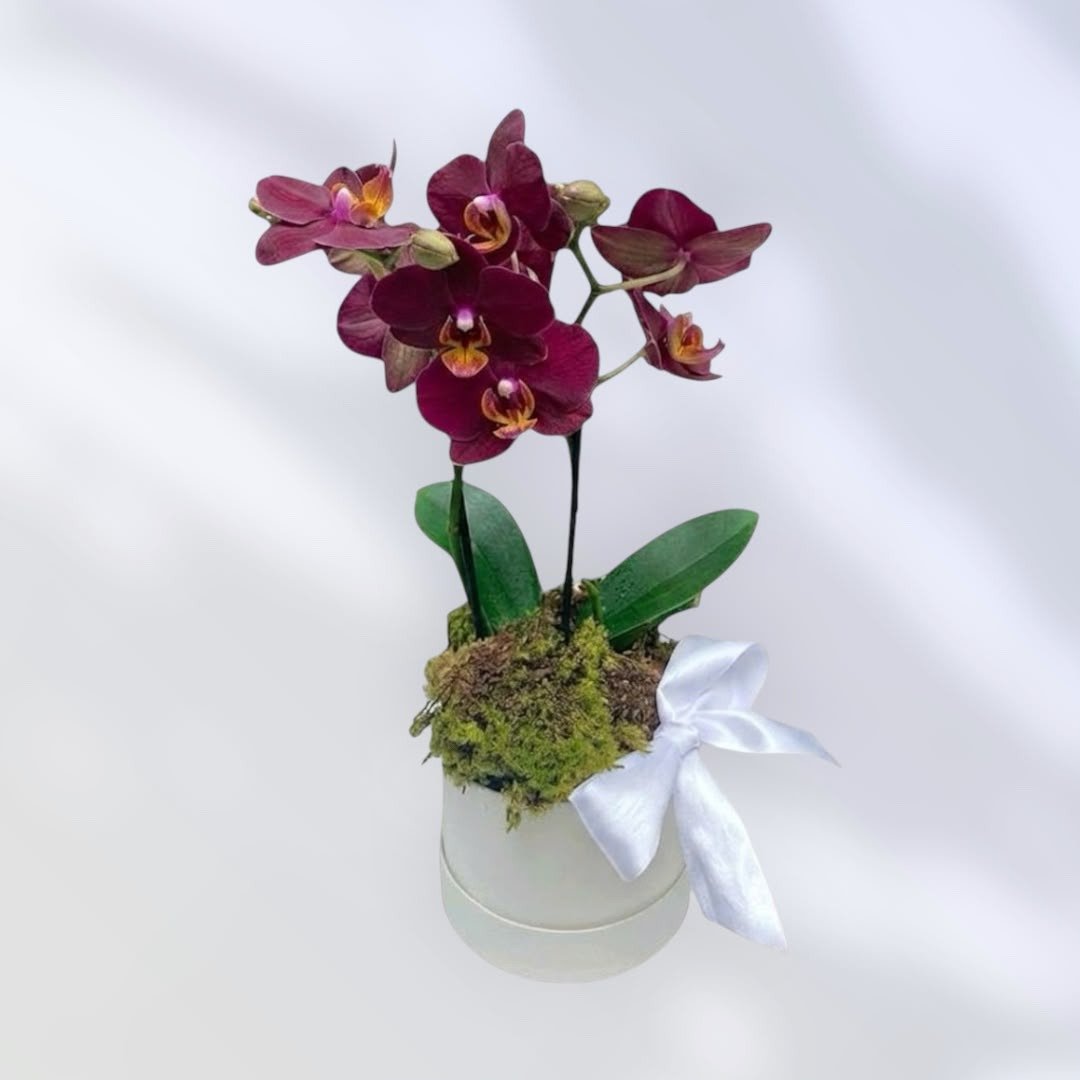 Box de orquidea colors