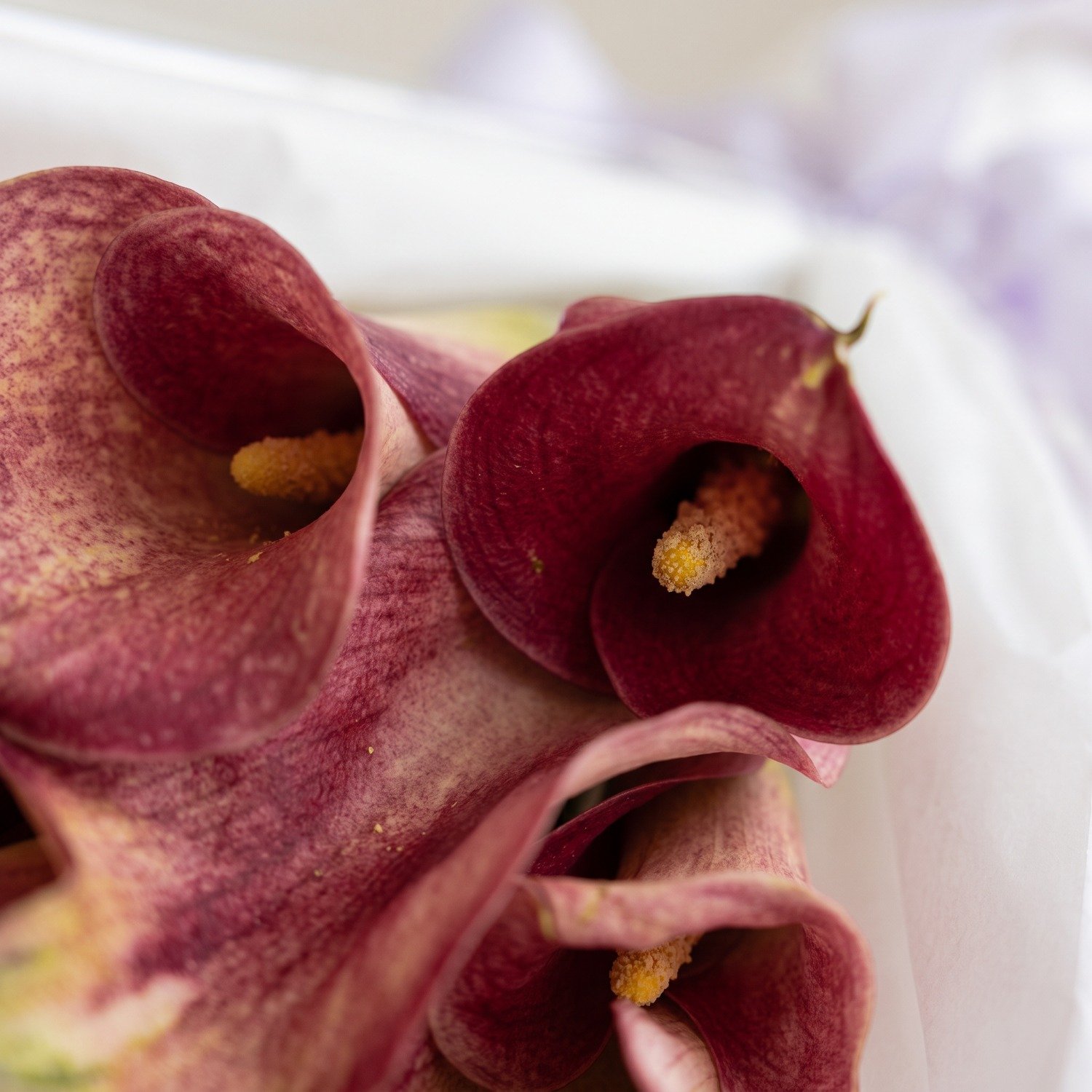Luxuoso Buque de Callas Premium