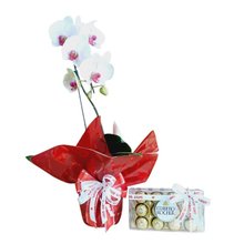 Orquídea Ferrero E Amor
