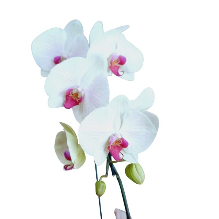 Orquídea Ferrero E Amor