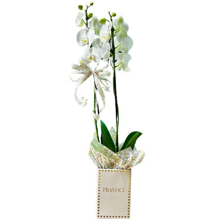 Orquídea Pra Você