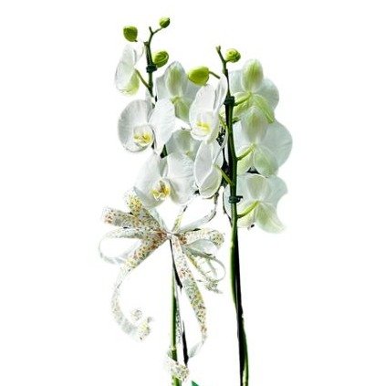 Orquídea Pra Você