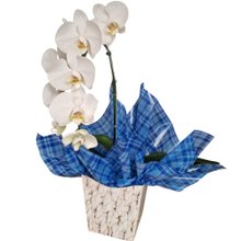 Reluzente Orquídea Phalaenopsis Branca