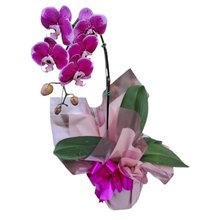 Serena Orquídea Lilas Phalaenopsis 