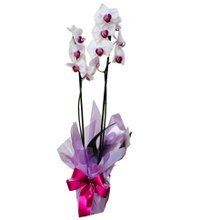 Orquídea Plantada Branca