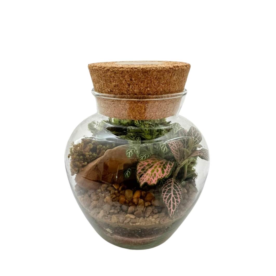 Terrário Bojudo Pequeno