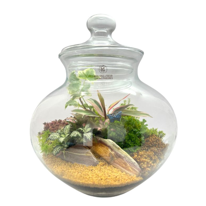 Terrário Tokio Maranta