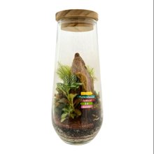Terrário Boston Plaquinha
