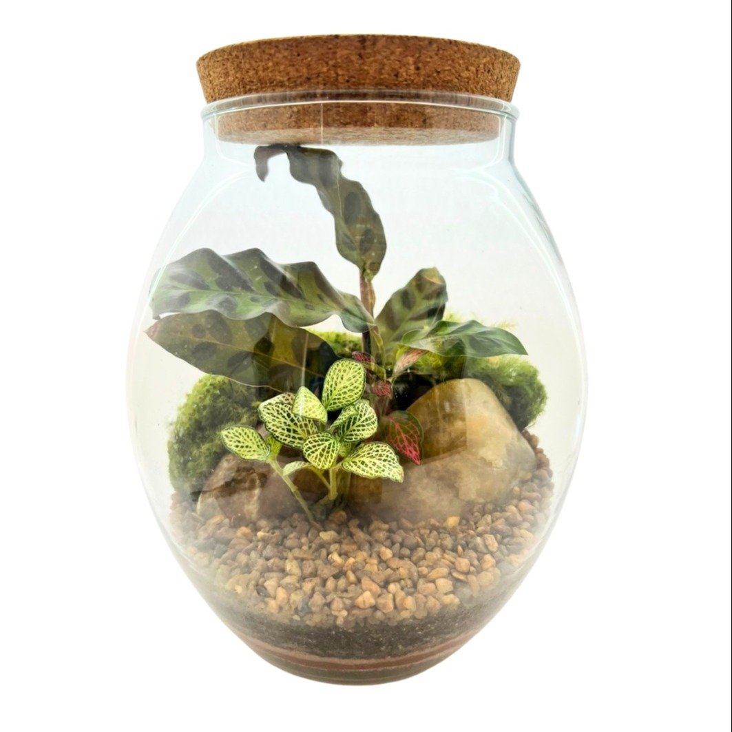 Terrário Barrica Maranta
