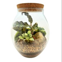 Terrário Barrica Maranta
