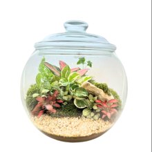 Terrário Poncheira Tropical