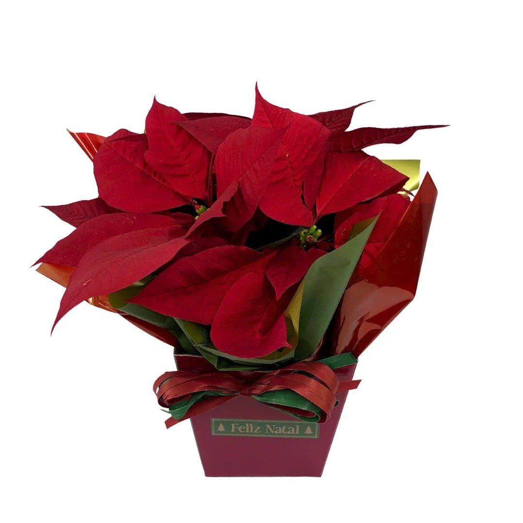 Bandeja Natal com Vaso de Flor Bico Vermelho