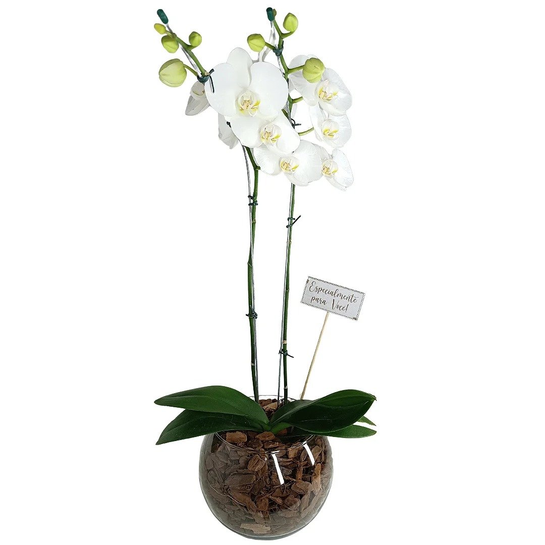 Orquídea no Vidro Pura Sofisticação