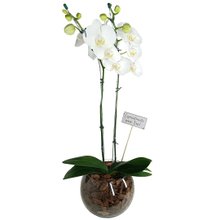 Orquídea no Vidro Pura Sofisticação