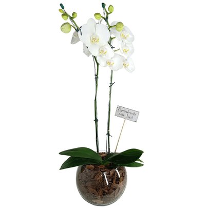 Orquídea no Vidro Pura Sofisticação