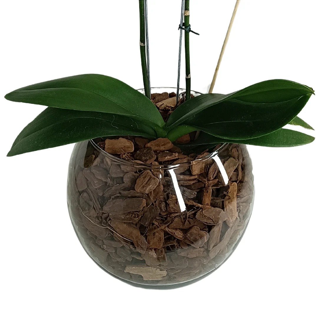 Orquídea no Vidro Pura Sofisticação