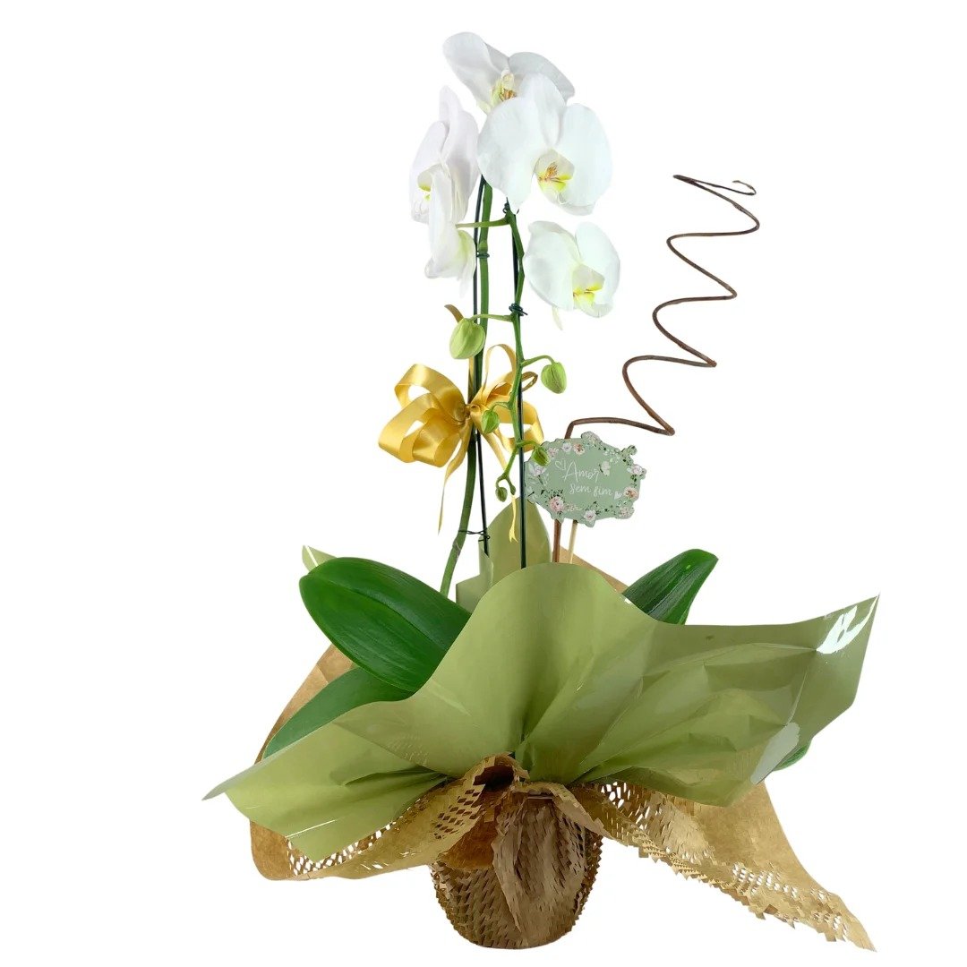 Orquídea Sofisticada