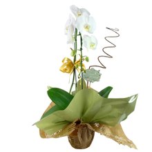Orquídea Sofisticada
