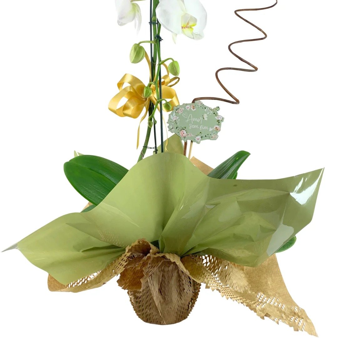 Orquídea Sofisticada