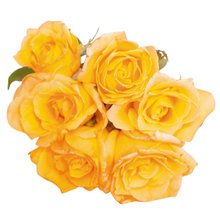 Buquê Radiante 6 Rosas Amarelas