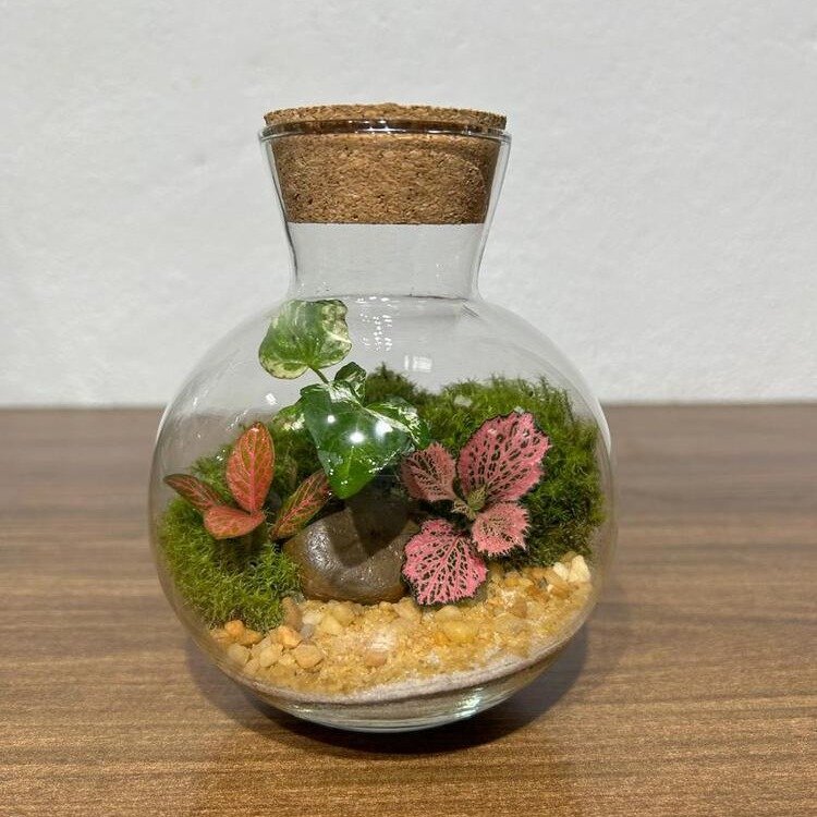 Terrário Bolinha