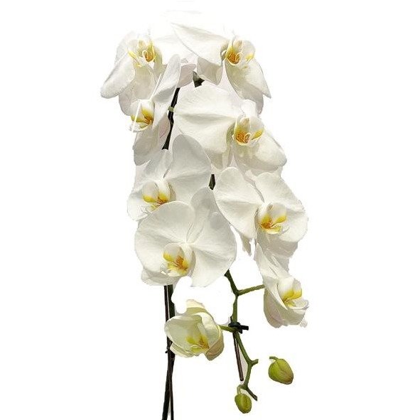 Orquídea Branca Nobreza